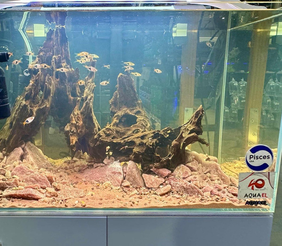 Planted aquarium on Aqua Natural sand